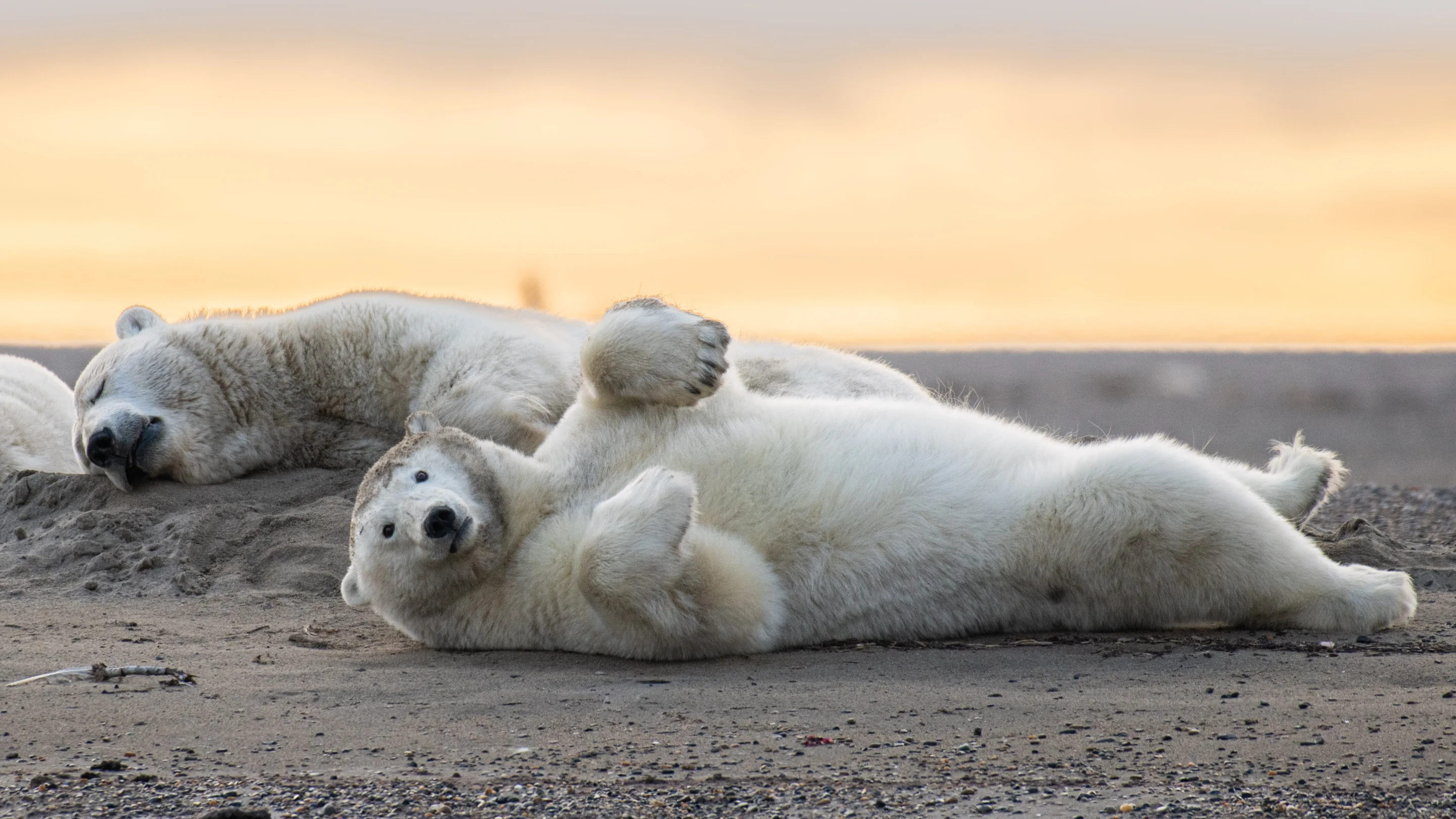 Polar bears near Kaktovik, Alaska. Photo by Roger MacKertich via AP