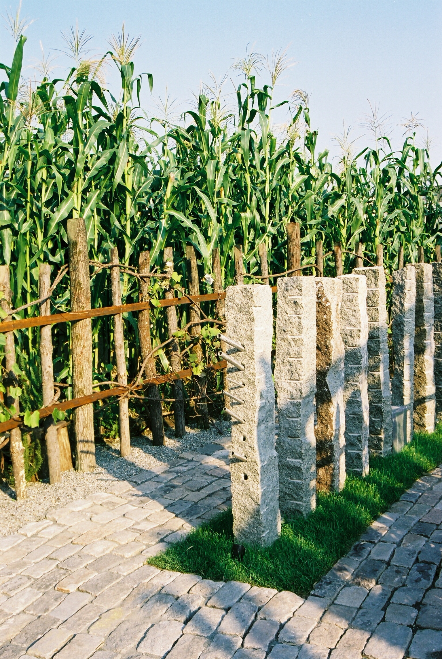 Row of carved granite posts along a cobblestone path and cornfield.