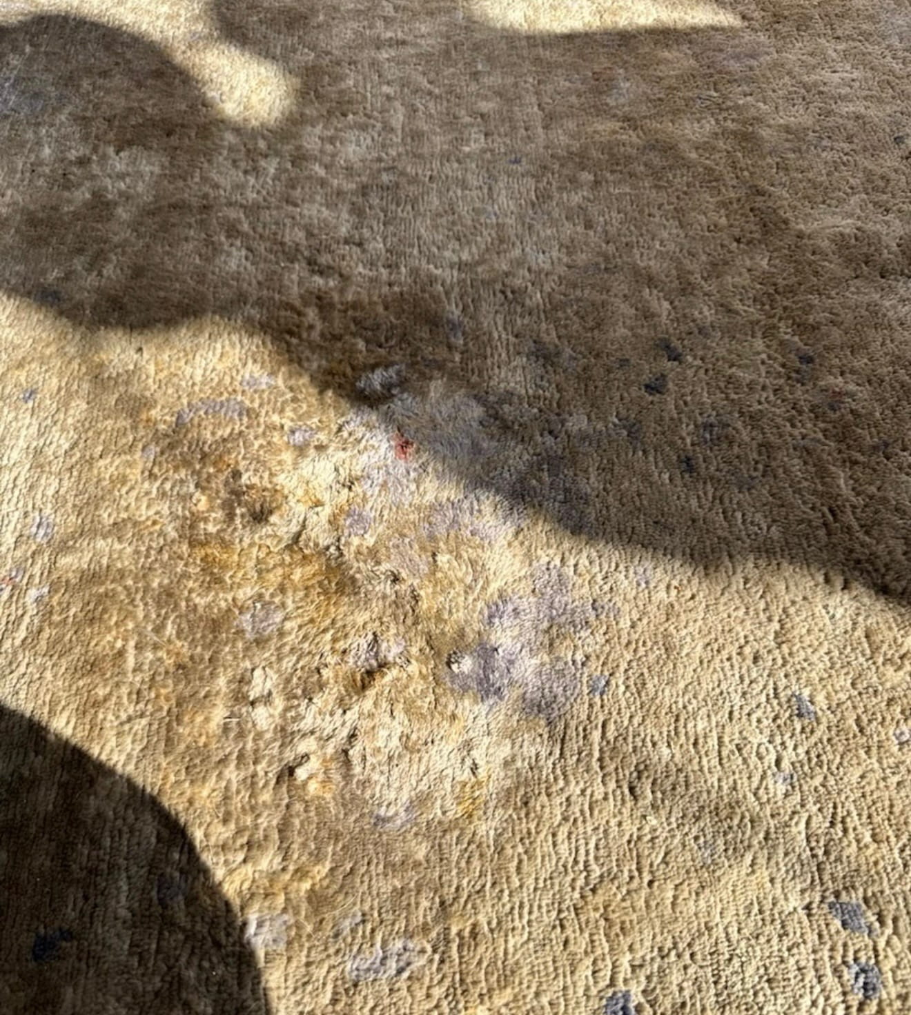 Dog Vomit Removal from rug in NYC