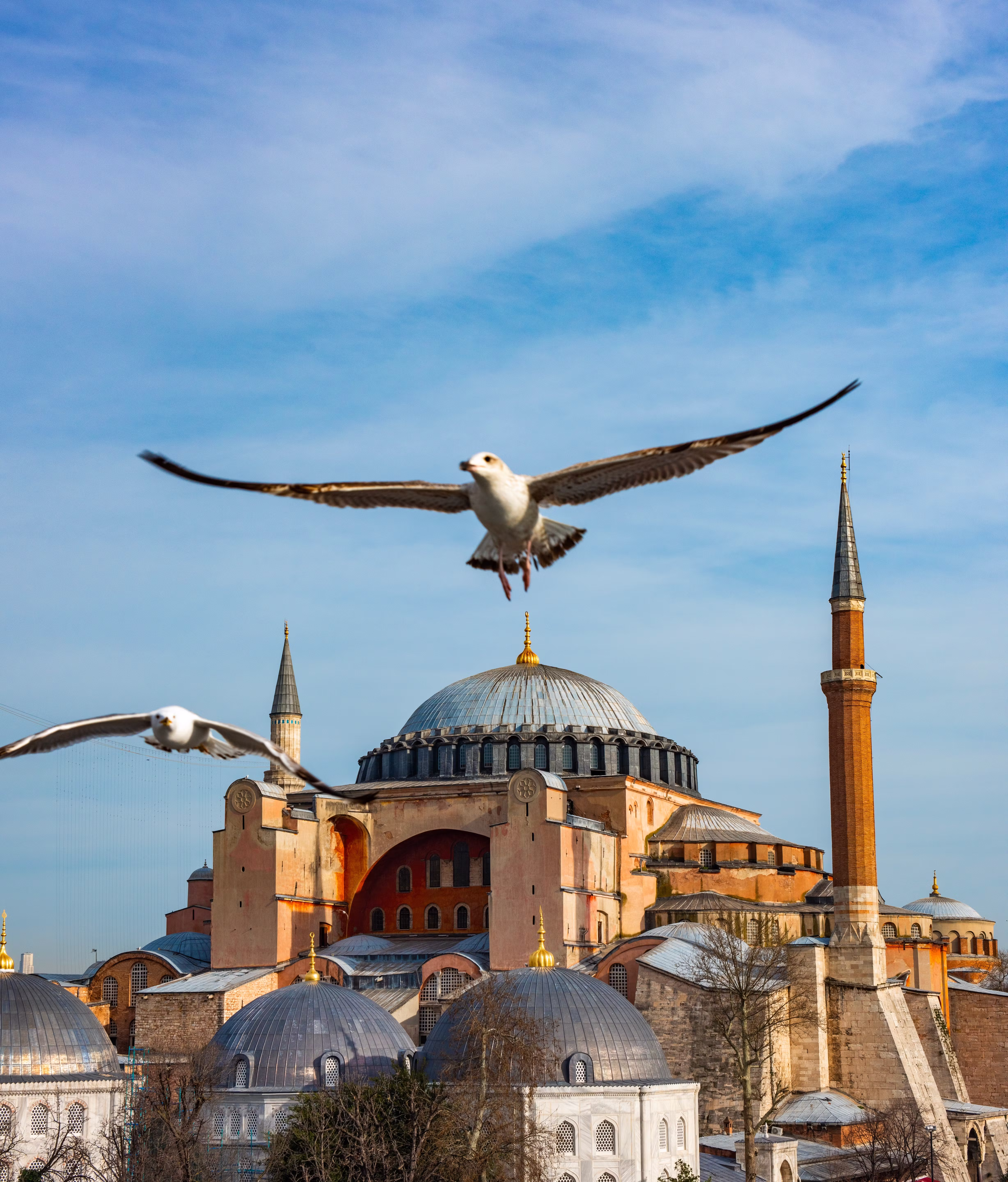 Hagia Sophia in Istanbul with seagulls flying against a blue sky