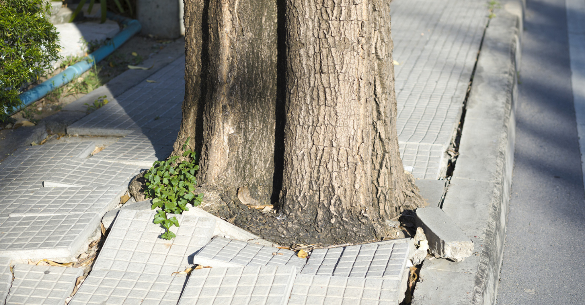 An example of a tree obstructing a sidewalk, highlighting challenges in pedestrian mobility.