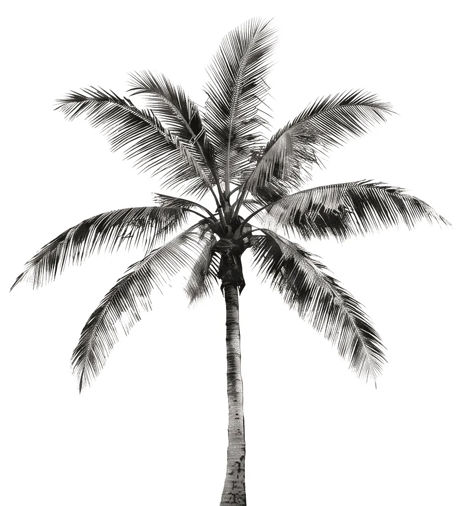 Black and white image of a tall palm tree with a slender trunk and large, feather-like fronds spreading outwards on a white background.