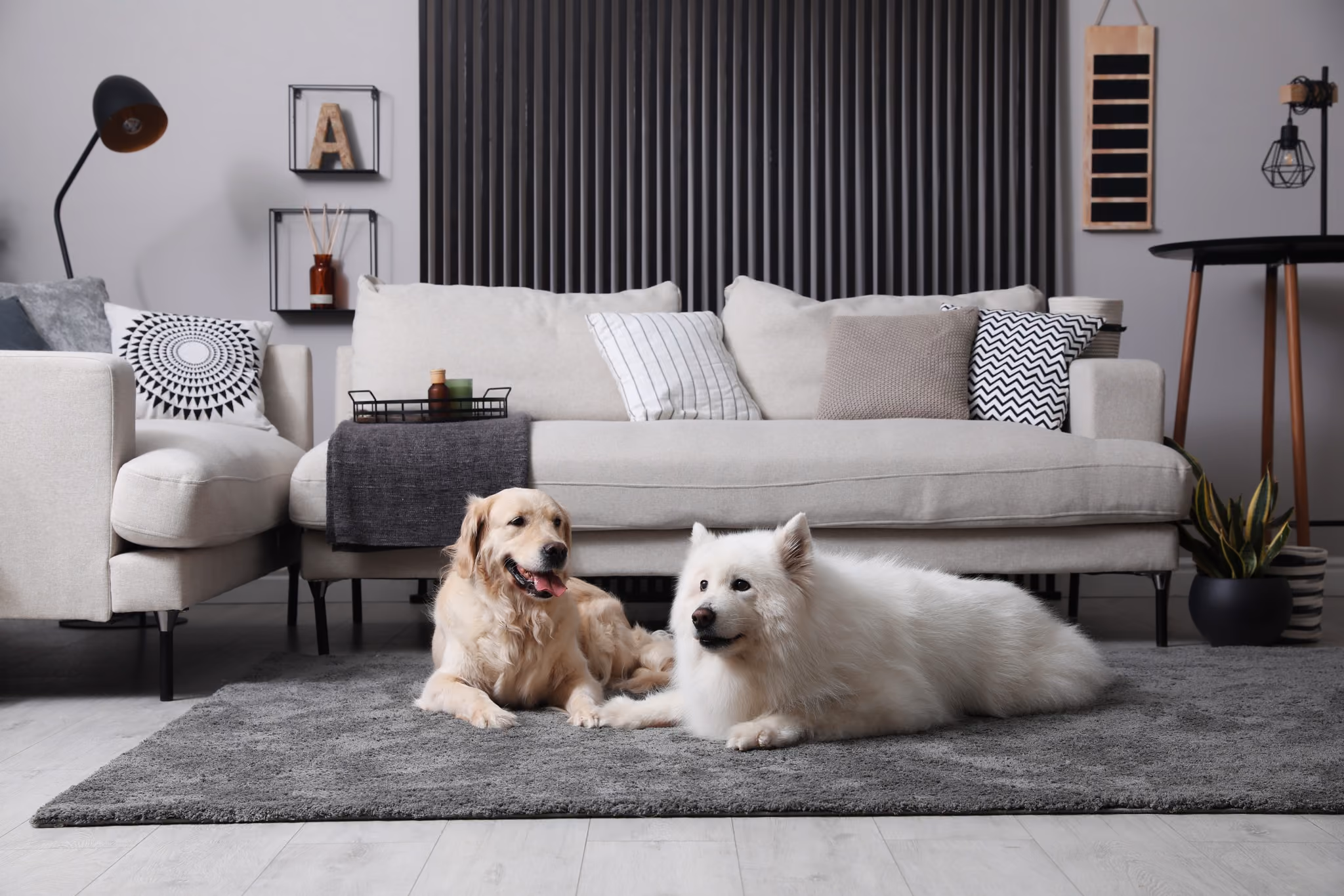 Two dogs resting on a rug in a furnished living room