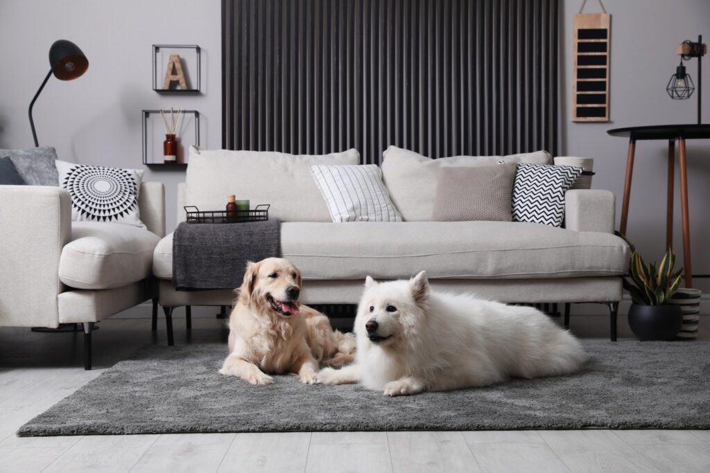 Two dogs resting on a rug in a furnished living room