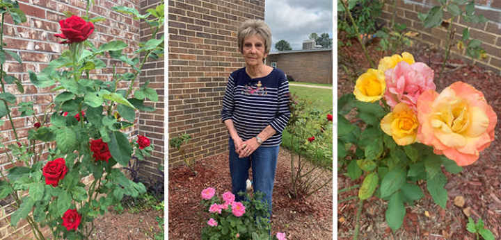 Pat Poole and some of her rose bushes