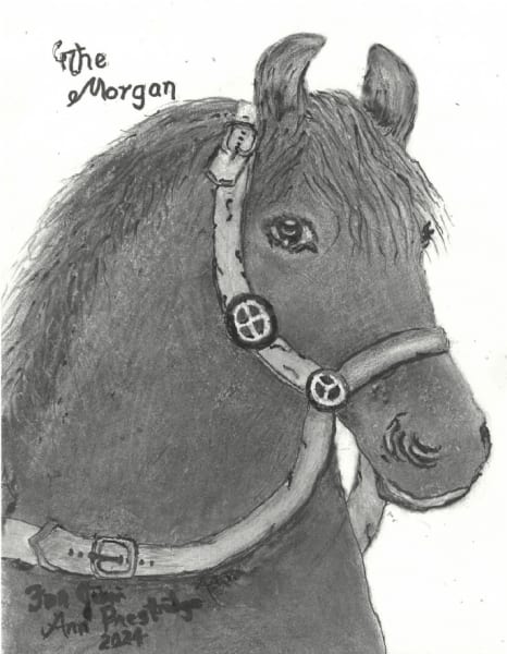 Morgan Horse drawing inspired by Jim Hickman's book, Mule Shoes to Santa Fe