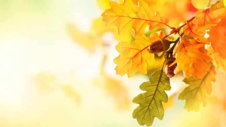 Autumn Is For Falling Leaves Not Falling Seniors