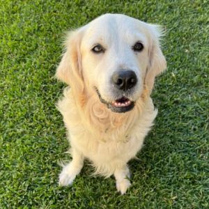Ollie, a Leading Raw customer