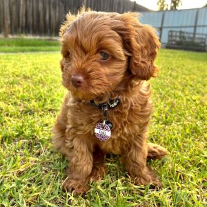 Indi, a Leading Raw customer