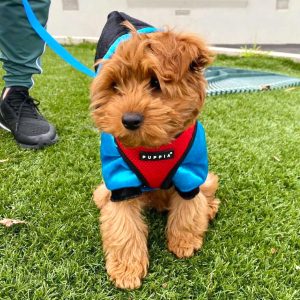 Teddy, a Leading Raw customer