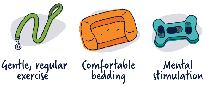 Illustration of ways to support a senior dog's health beyond diet including gentle, regular exercise, comfortable bedding and mental stimulation.
