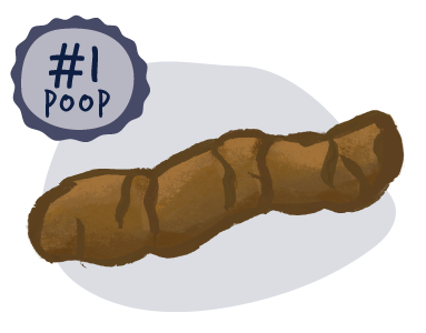 Diagram of the perfect dog poo — chocolate brown, firm and easy to pick up
