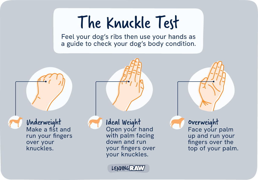 The Leading Raw knuckle test: comparing the feel of your dog's ribs to the back of your hand to judge whether they are underweight, ideal weight or overweight
