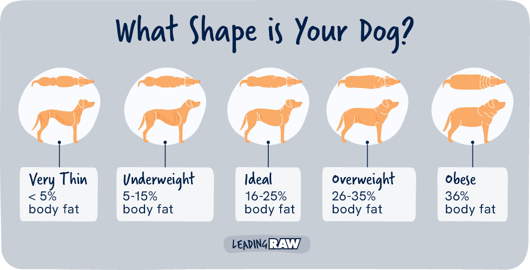 Body condition score chart showing dog body shapes from underweight through ideal weight to overweight, viewed from above and side on