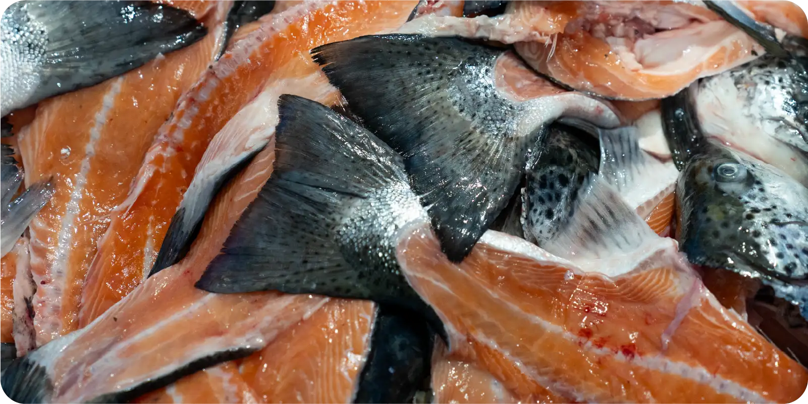Fresh Tasmanian salmon heads, body and tail