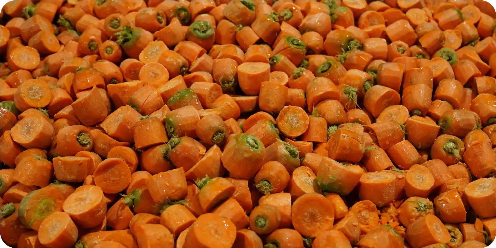 Fresh carrot tops from the hospitality industry