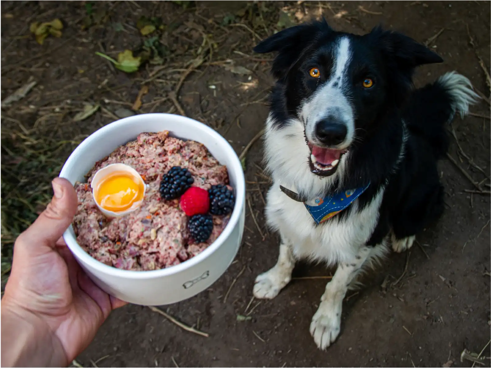 young border collie breed dog waiting for their raw BARF diet food
