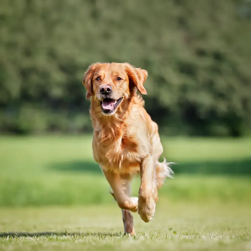 golden retriever breed dog running through grass
