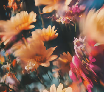 Blurred close-up of yellow and pink flowers creating a soft, dreamy floral scene.