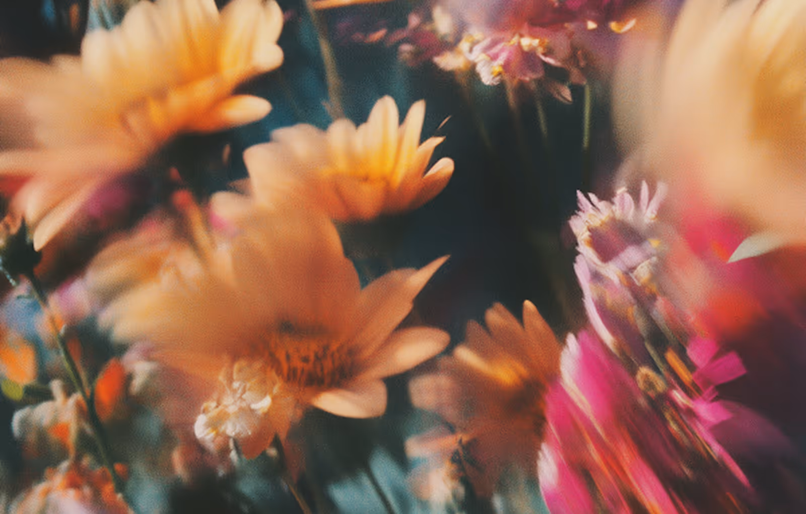 Soft-focus close-up of orange and pink flowers with blurred background.