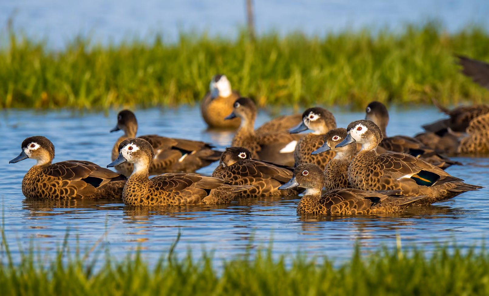 Birding Epeditions Images in the Blogs