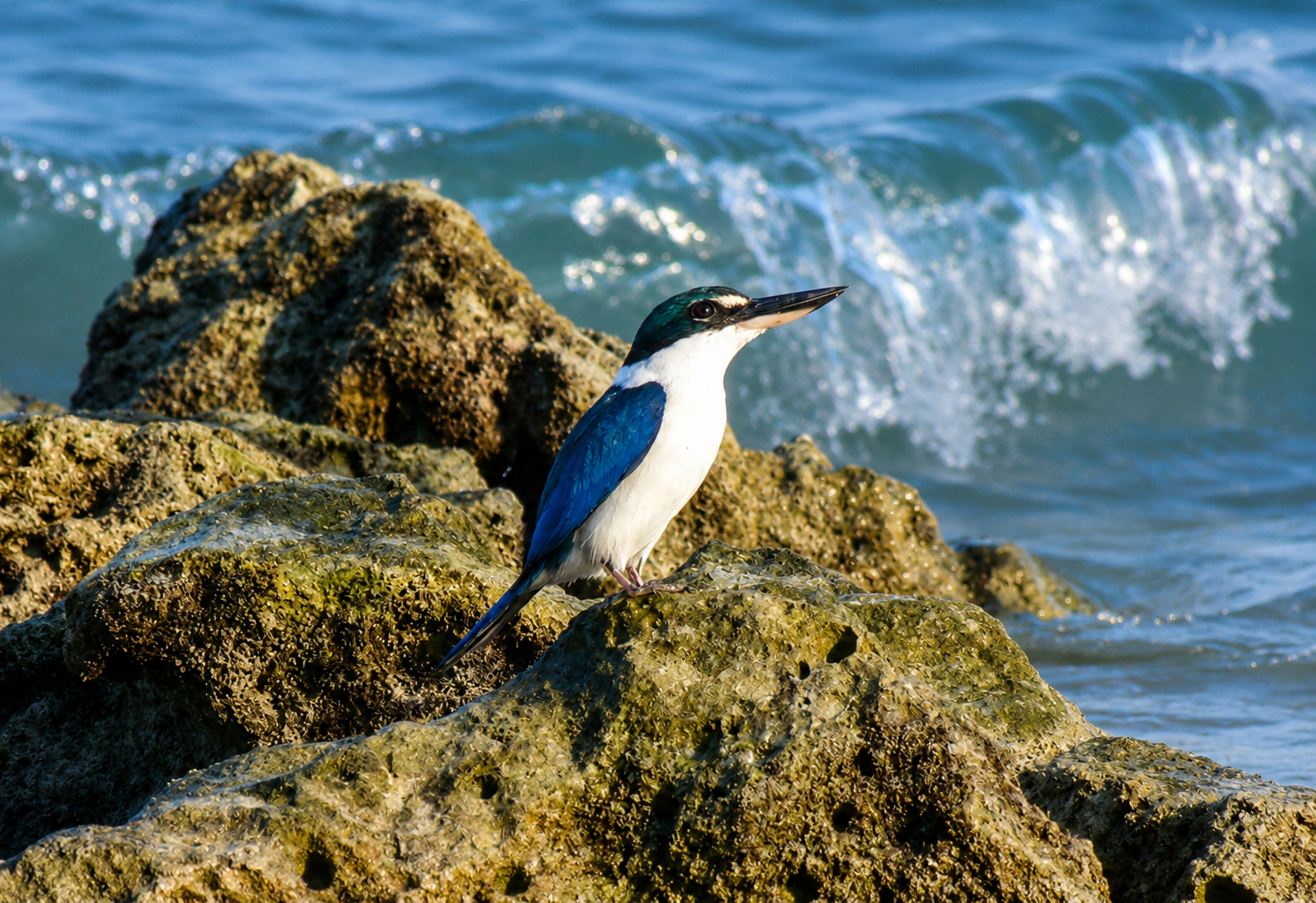 Birding Epeditions Images in the Blogs