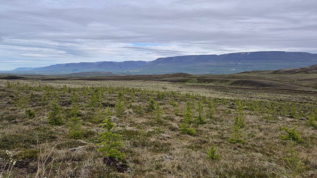 Young larches taking root on former grazing land