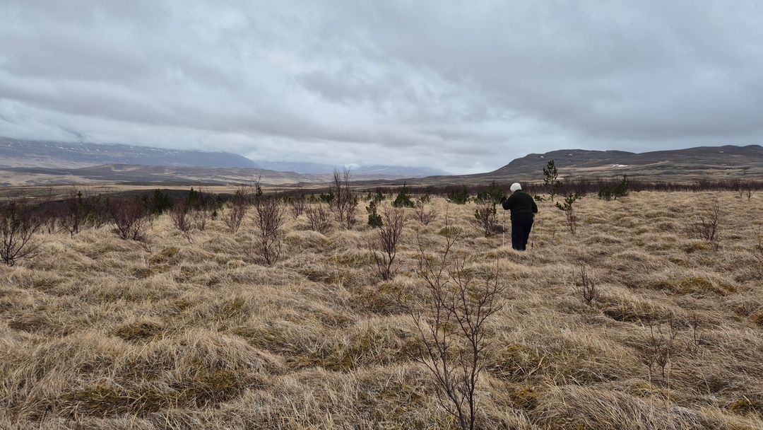 A person walking among young planted trees on open land at Mælifellsá, Skagafjörður, Iceland, May 2026
