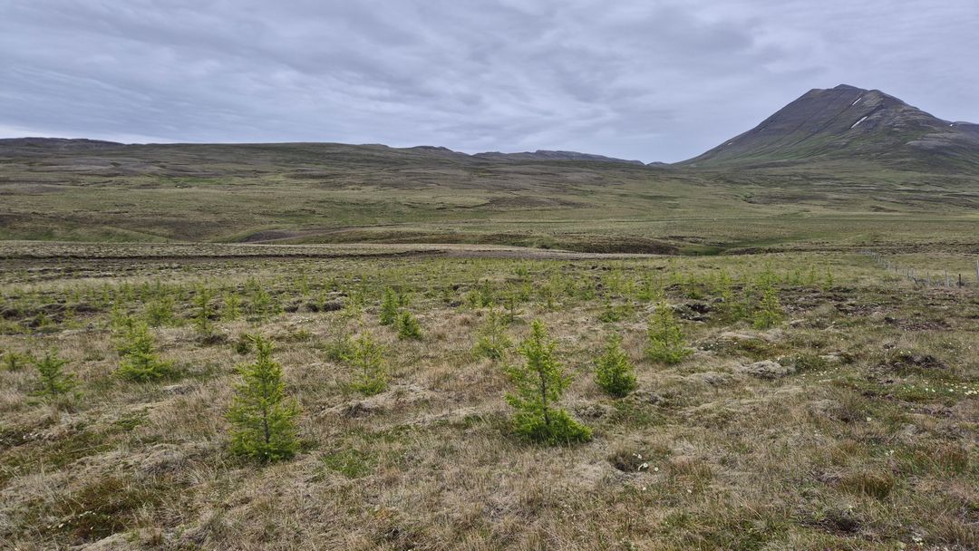 Young trees establishing on open, eroding moorland at Mælifellsá, Skagafjörður, Iceland, July 2026