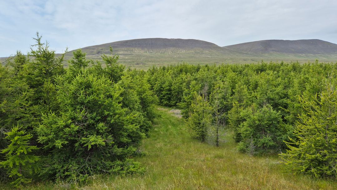 Established birch and conifer woodland with a grass path at Mælifellsá, Skagafjörður, Iceland, July 2026