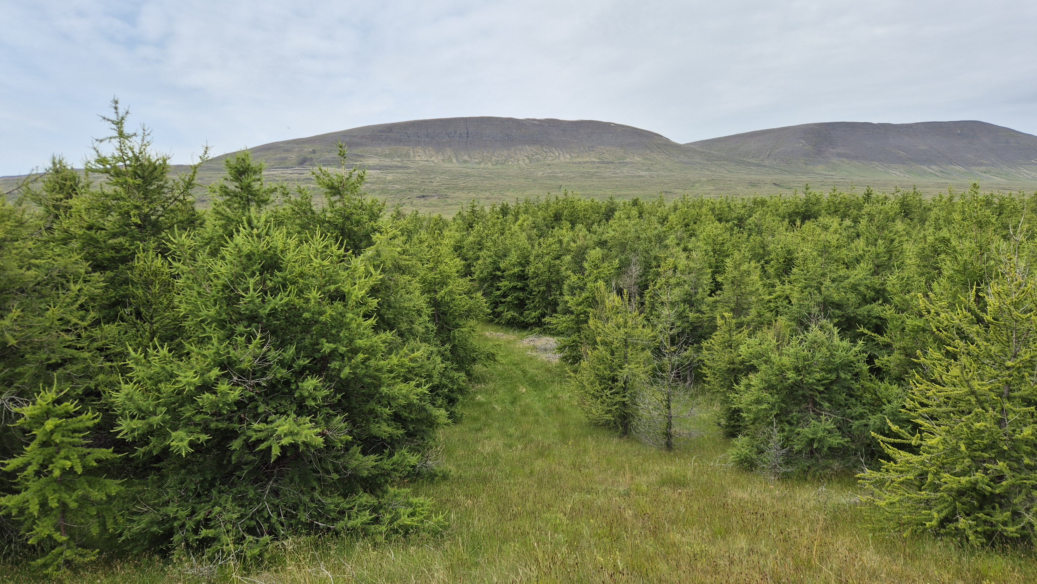 Young Icelandic forest with mountains behind