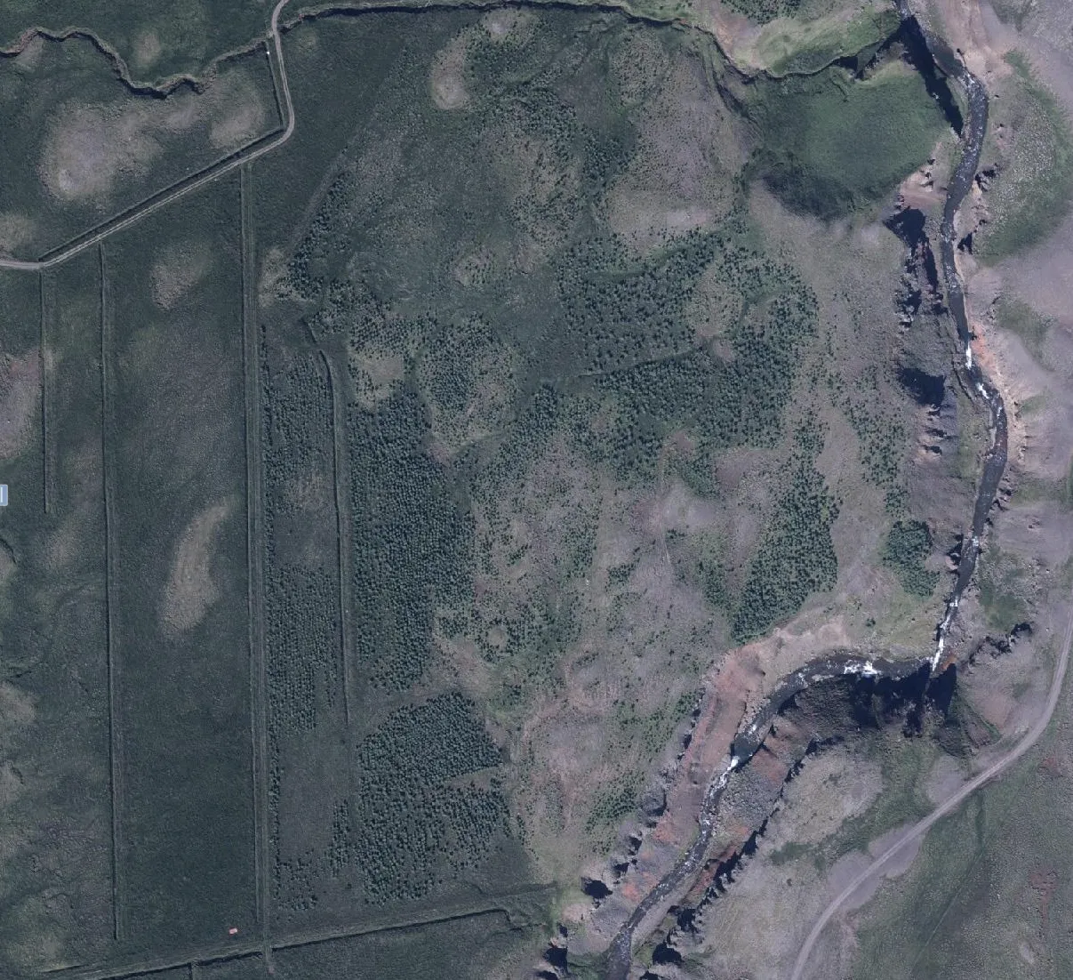 Aerial view of the first expansion area at Mælifellsá in 2023 – young woodland clearly visible
