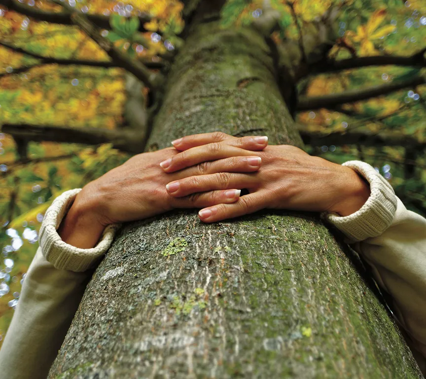 Mains posées sur un tronc d'arbre