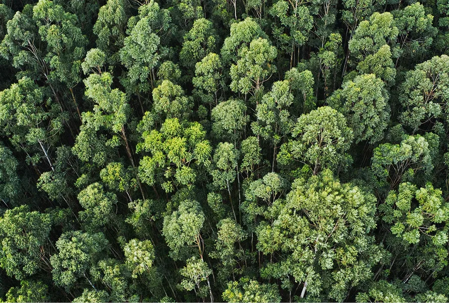 Forêt vue du ciel