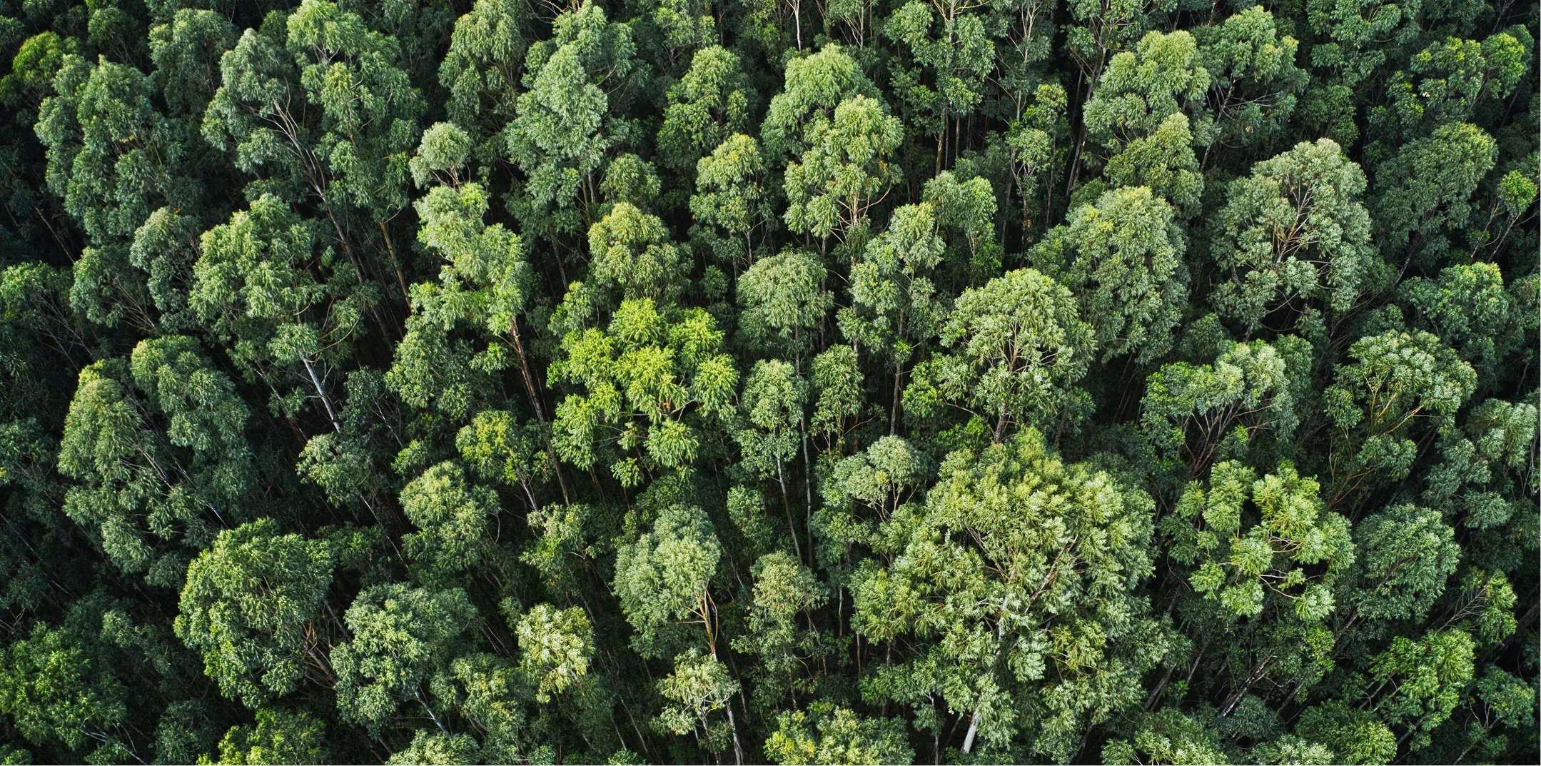 Forêt, ressource bois du Groupe Strub