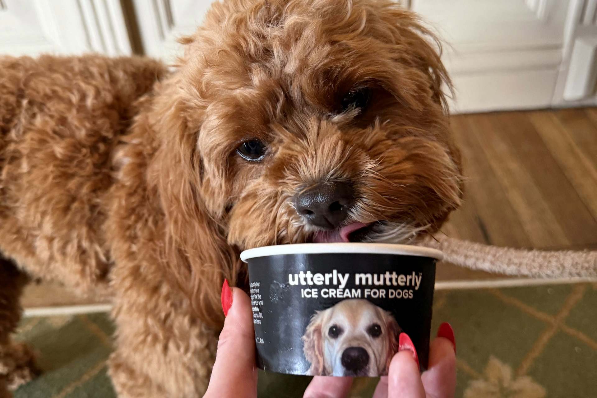 Dog friendly hotel in Beaumaris, Anglesey