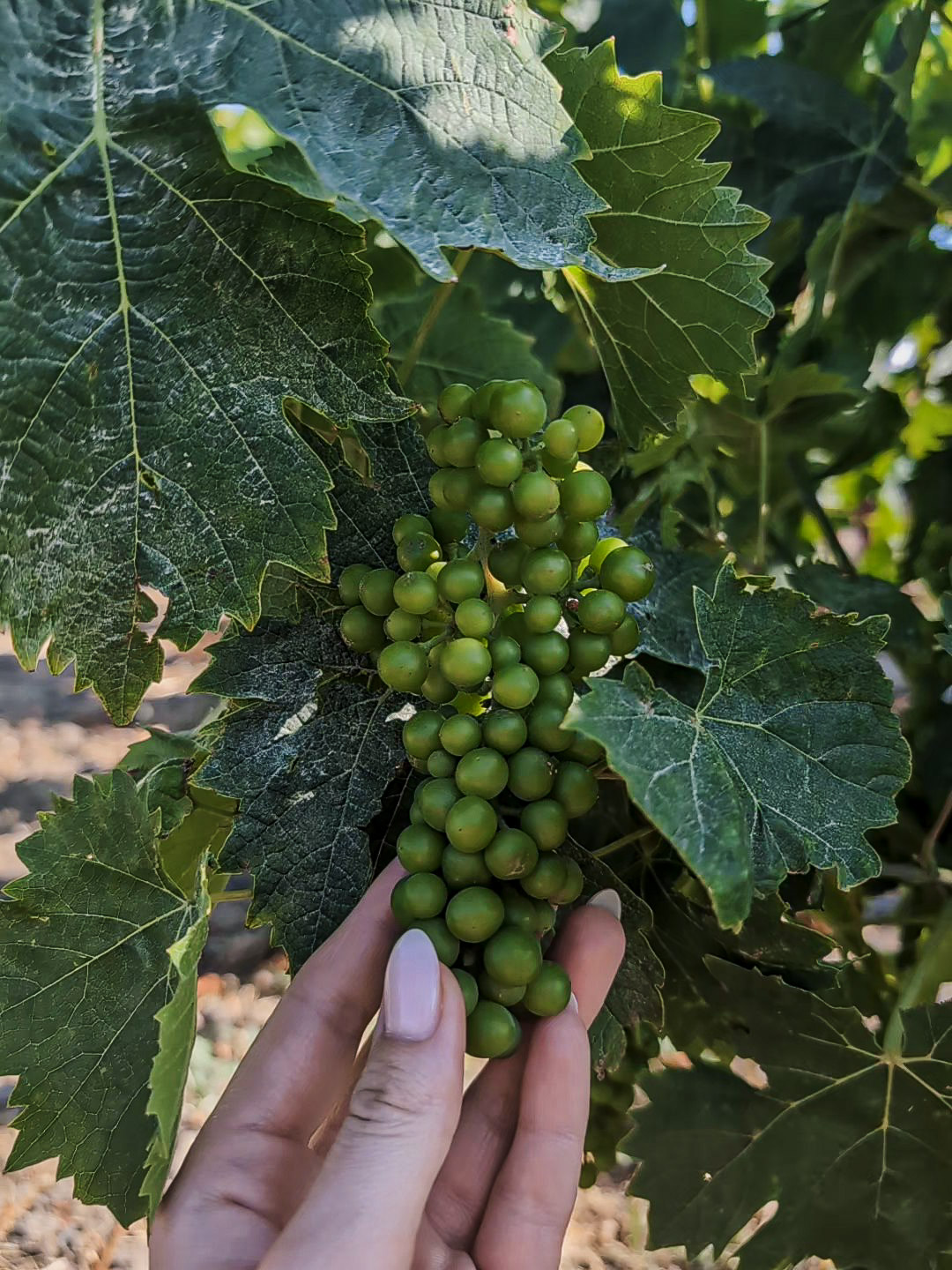 Muscat grapes on the vine at Hatziioannou Estate, Samos