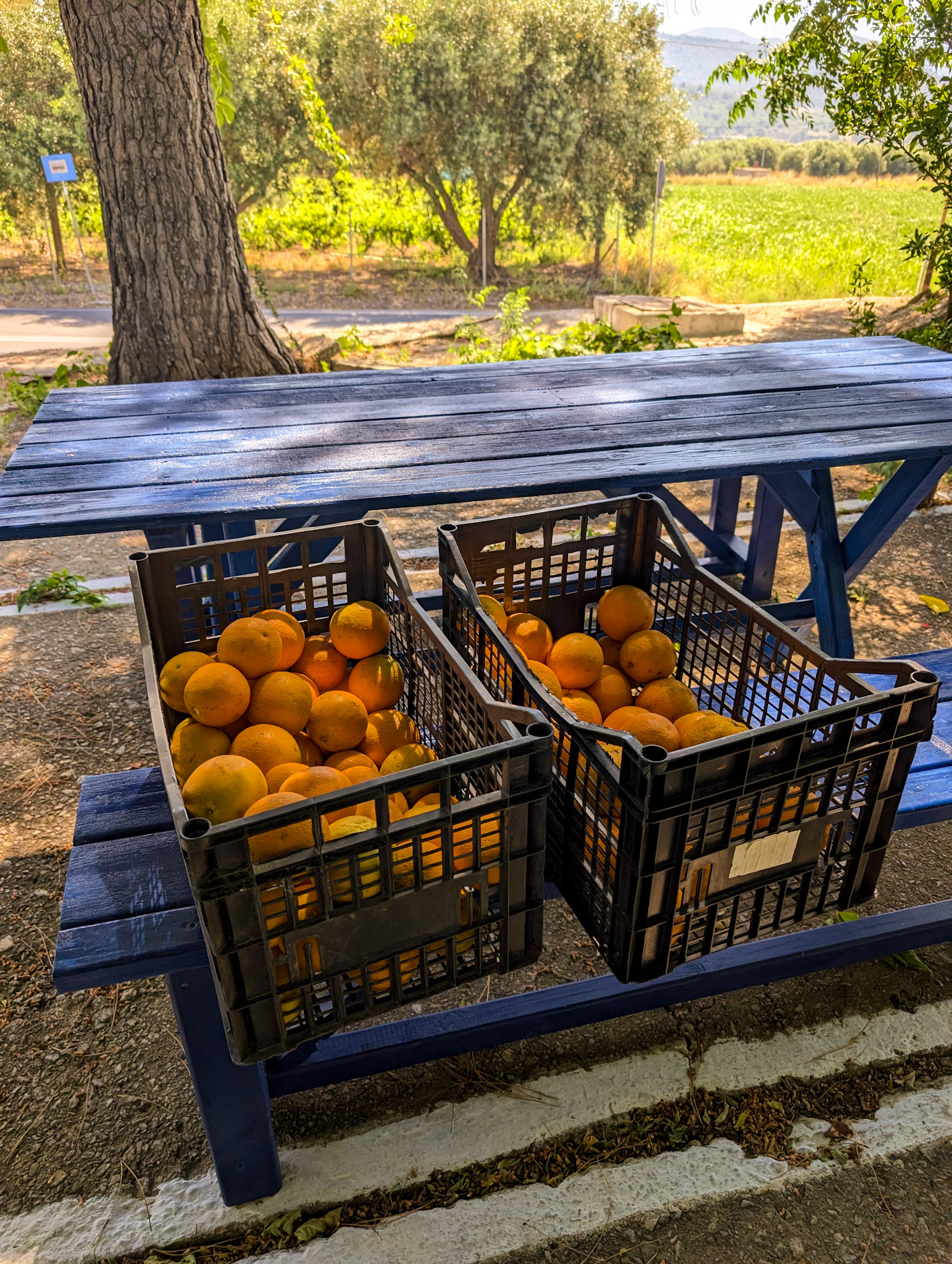 Fresh oranges at Konstantinos Skaliaris on Samos