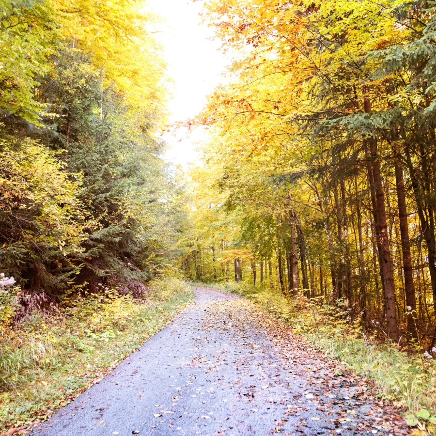 Leaf-covered path winding through a forest with green and autumn yellow trees.