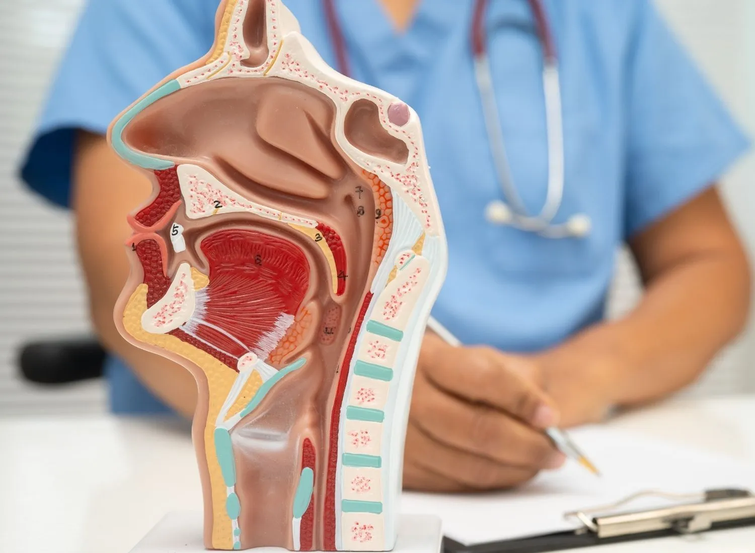 Medical model showing human head cross-section including nasal cavity, throat, and spine with doctor in background.
