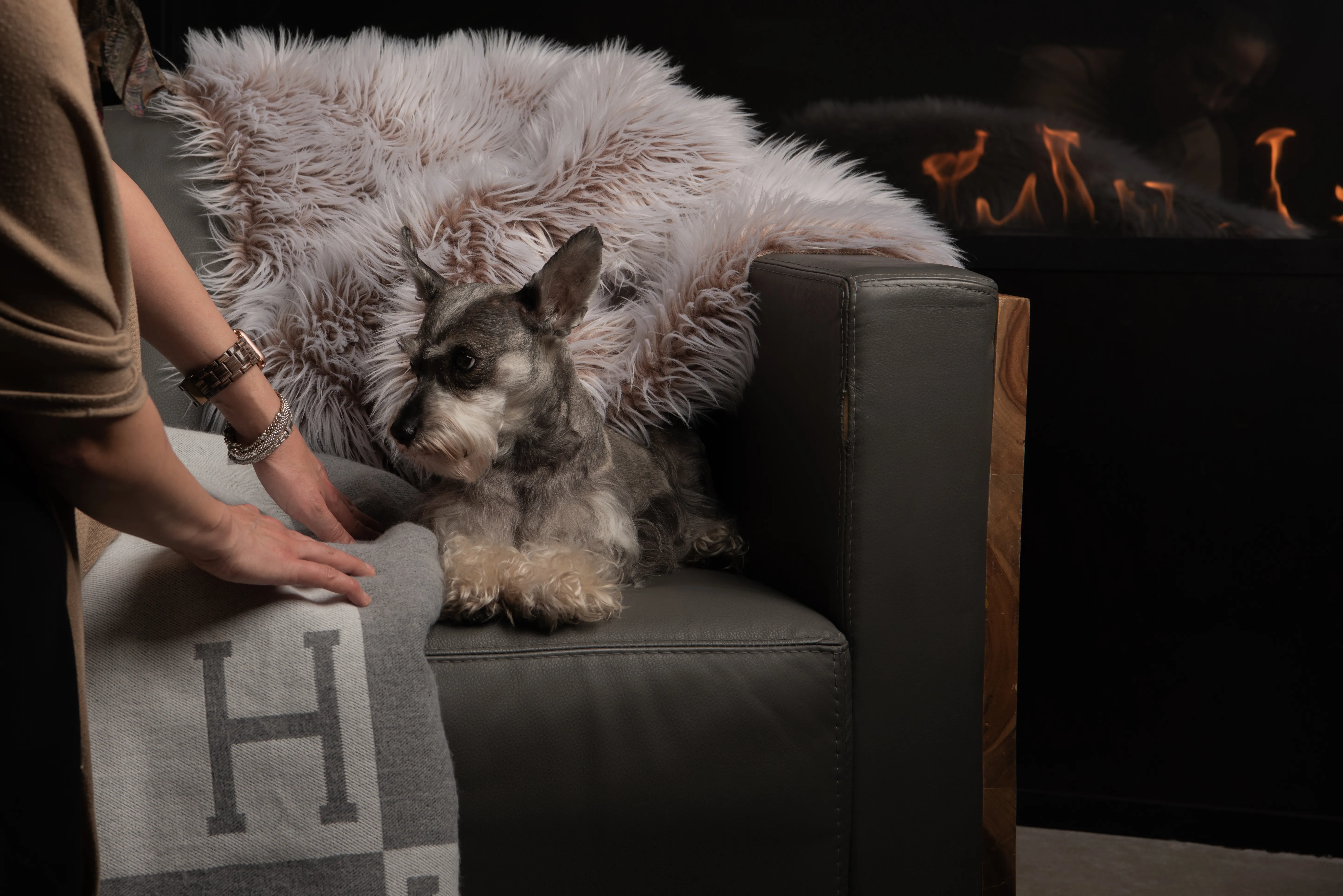 A pet sitting on a gray chair with a fur carpet in the background, interacting with her owner. 