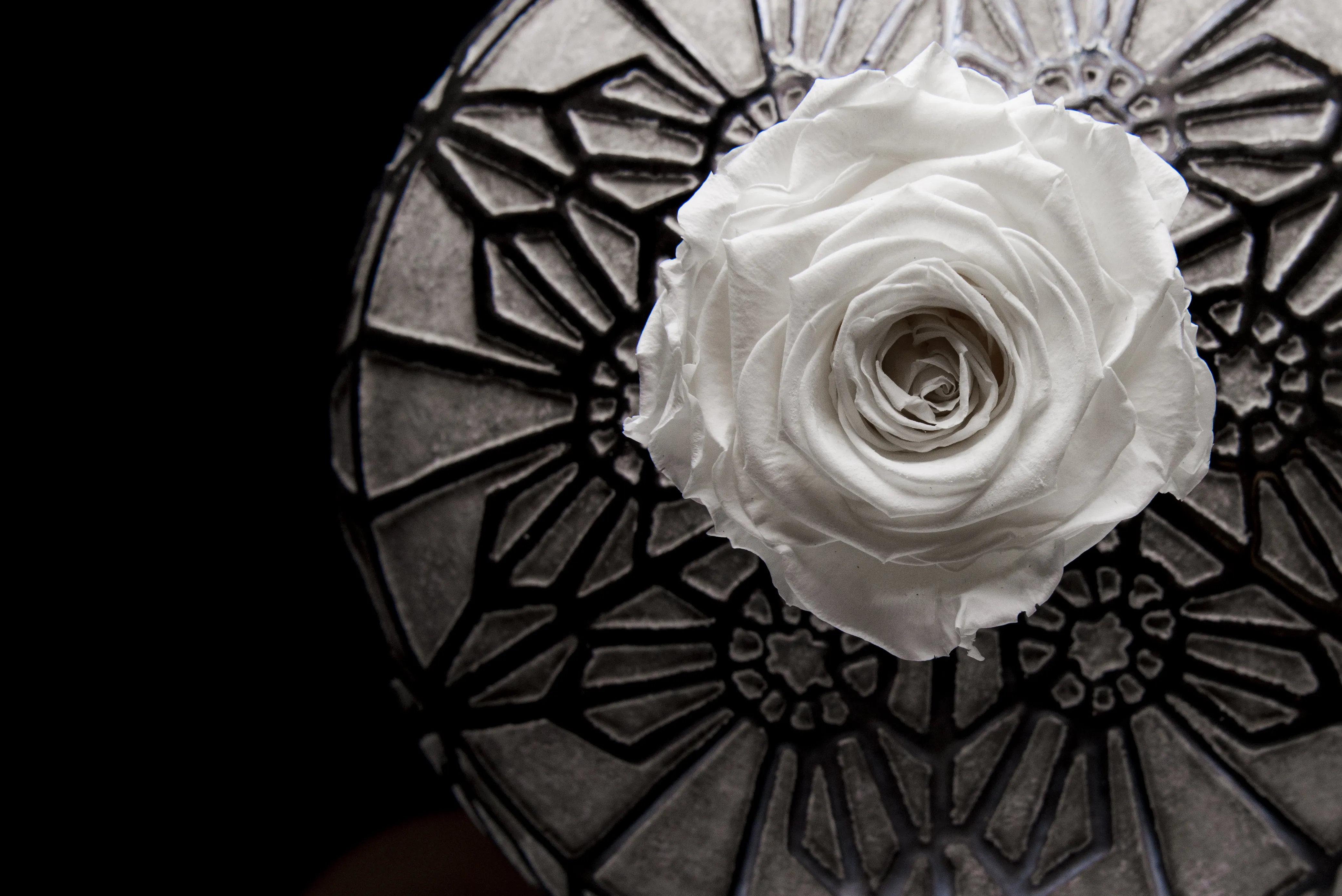 A top view of a white everlasting flower in a black and white modern vase. On a black background. 
