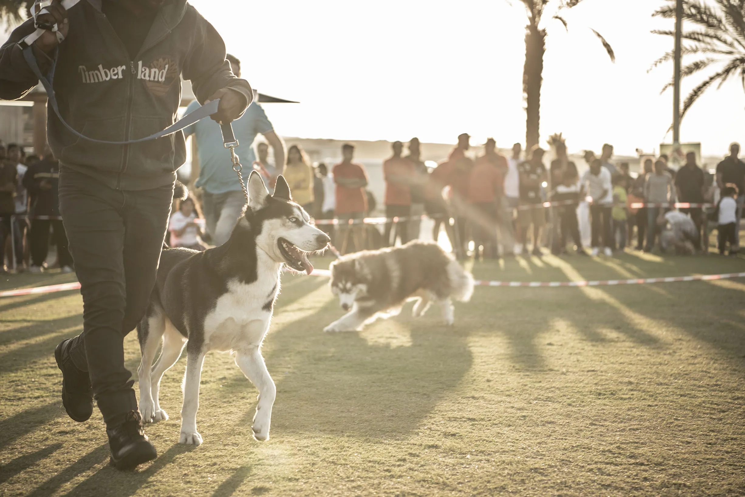 Dog trainers showing off their dogs on a golf field, with palm trees in the background, against the sun in the background. 