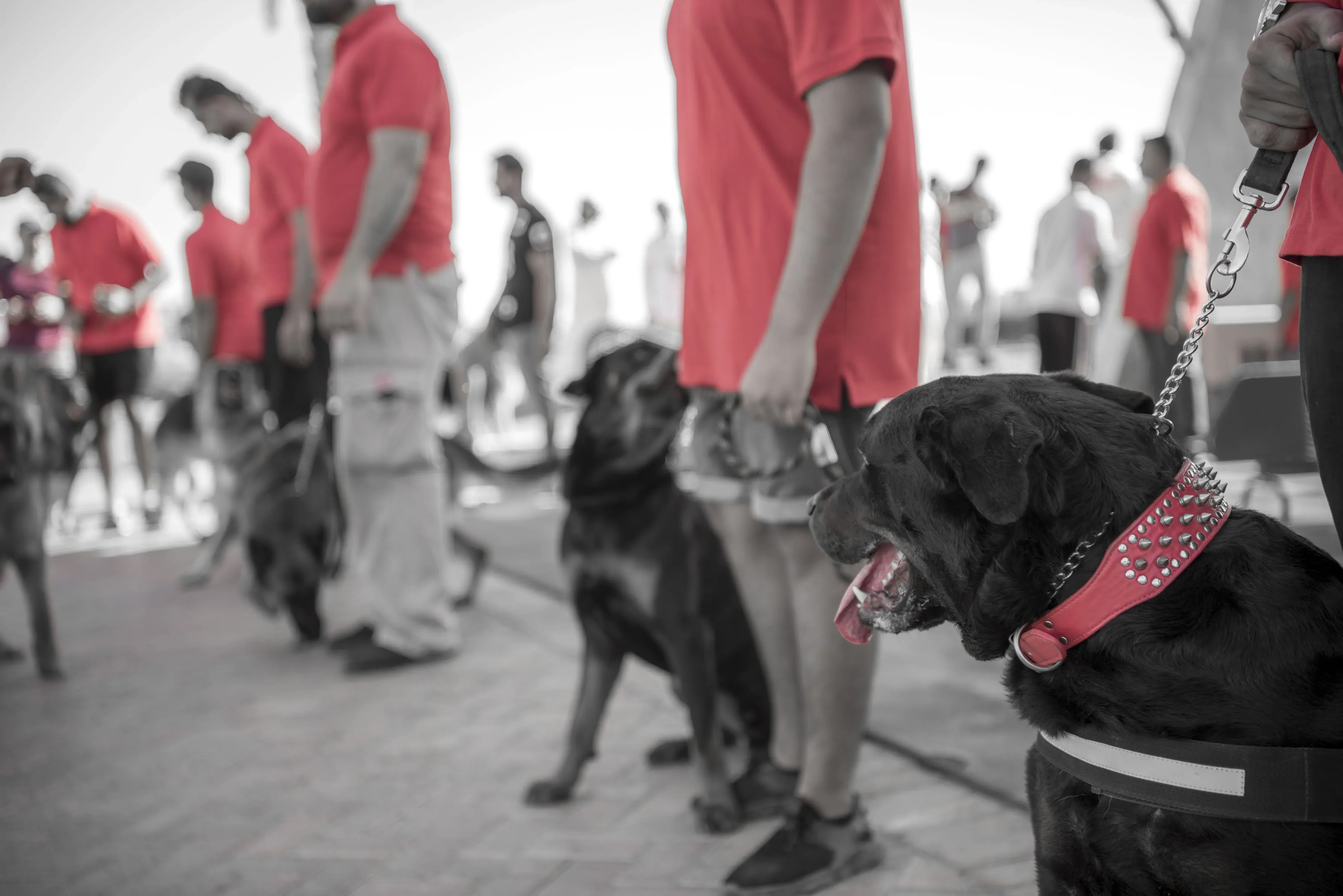Low-angle shot from a dog competition, black, white, and red. With a happy dog panting in the foreground with a red leash.  