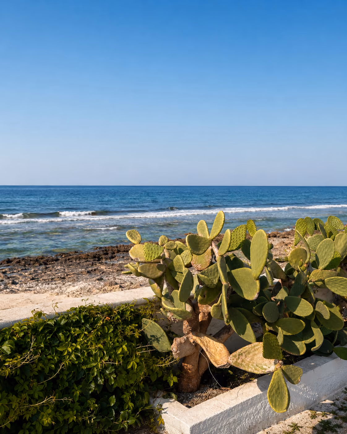Prickly pear cactus beside the Adriatic coast in Puglia
