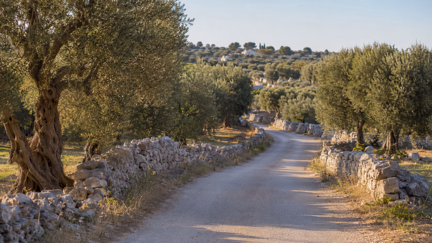 Narrow country road between ancient olive trees and dry-stone walls in Puglia