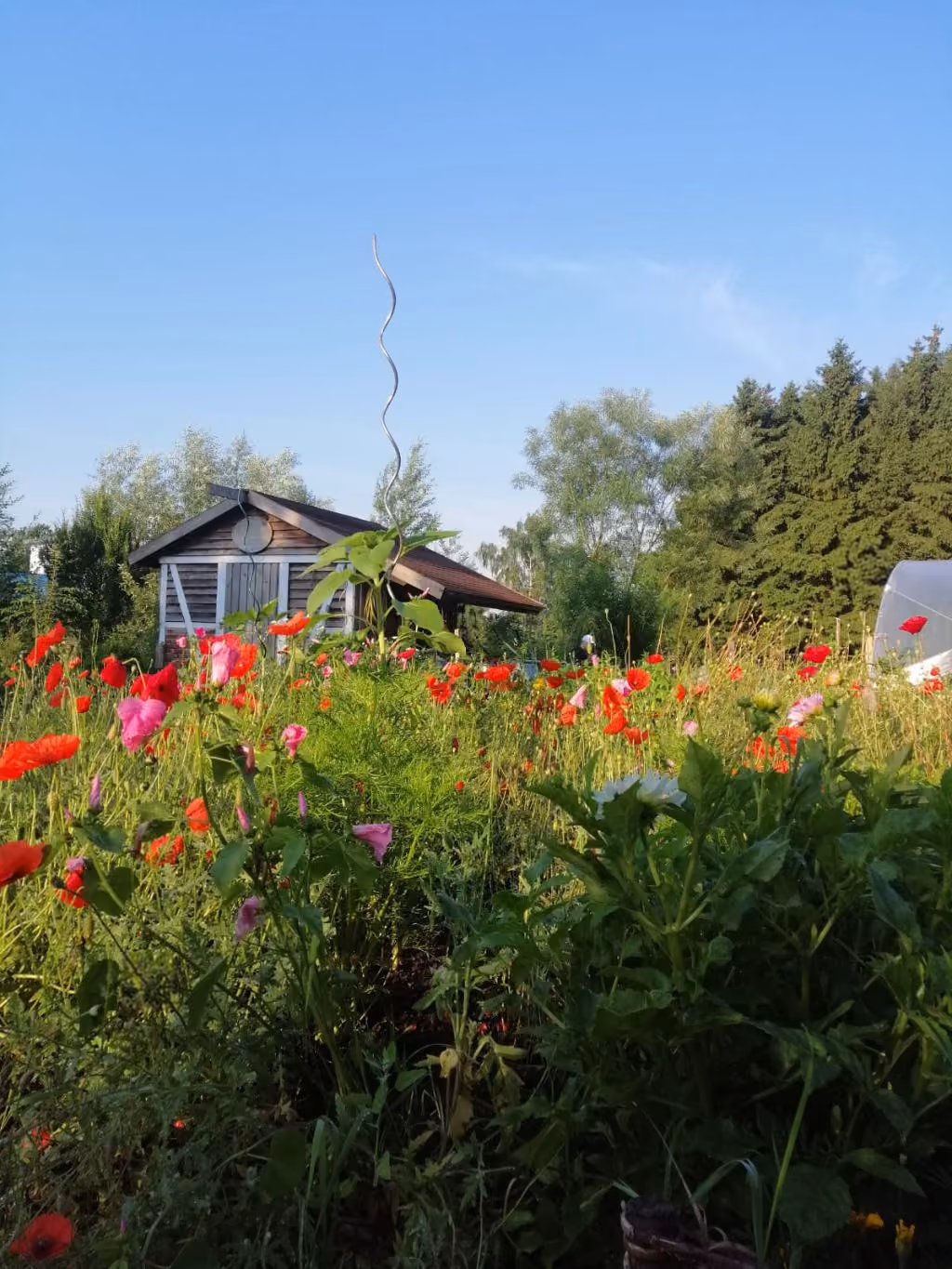Ein Garten mit roten und rosa Blumen vor einer Holzlaube unter blauem Himmel.