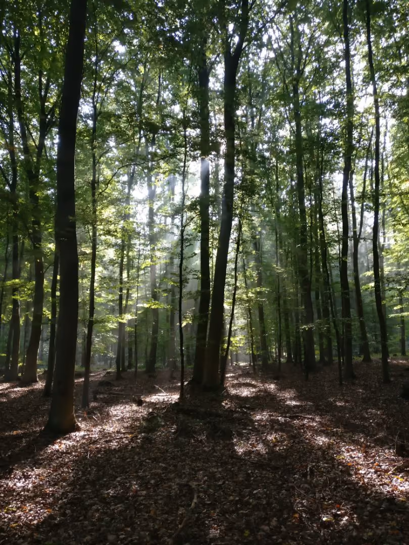 Sonnenstrahlen fallen durch Blätter auf den Waldboden mit Laub bedeckt.