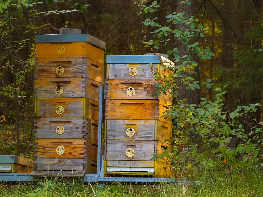 Bienenkästen im Wald.