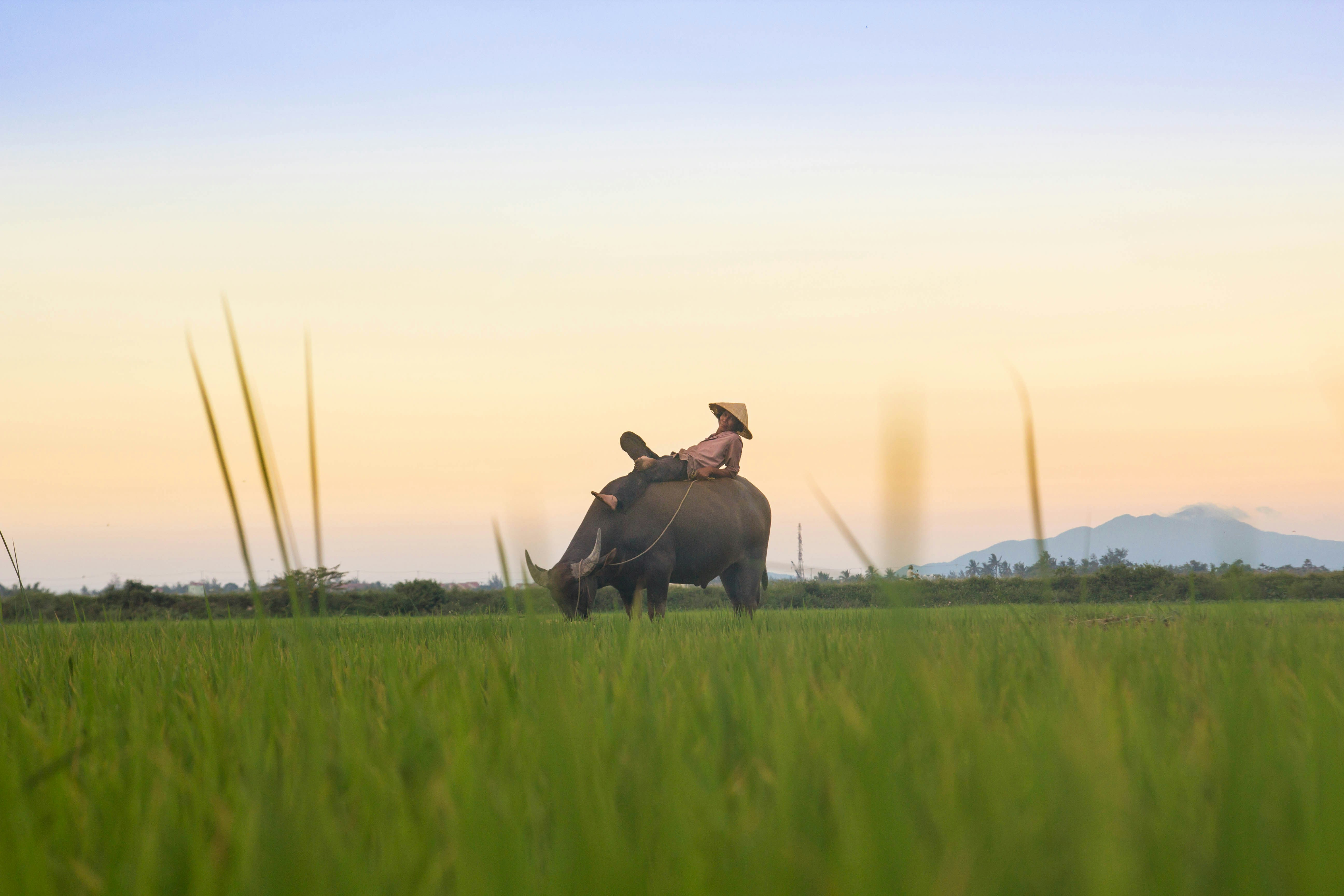 Person wearing a conical hat reclining on the back of a grazing water buffalo in a green field at sunset, with distant mountains under a pastel sky.